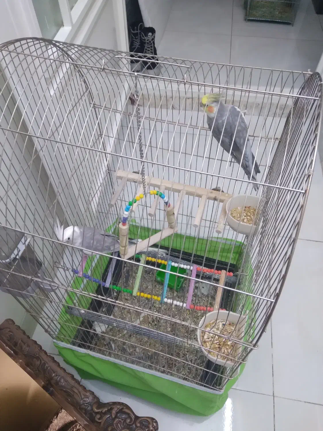 عروس هلندی|پرنده|قم, حنیف نژاد|دیوار