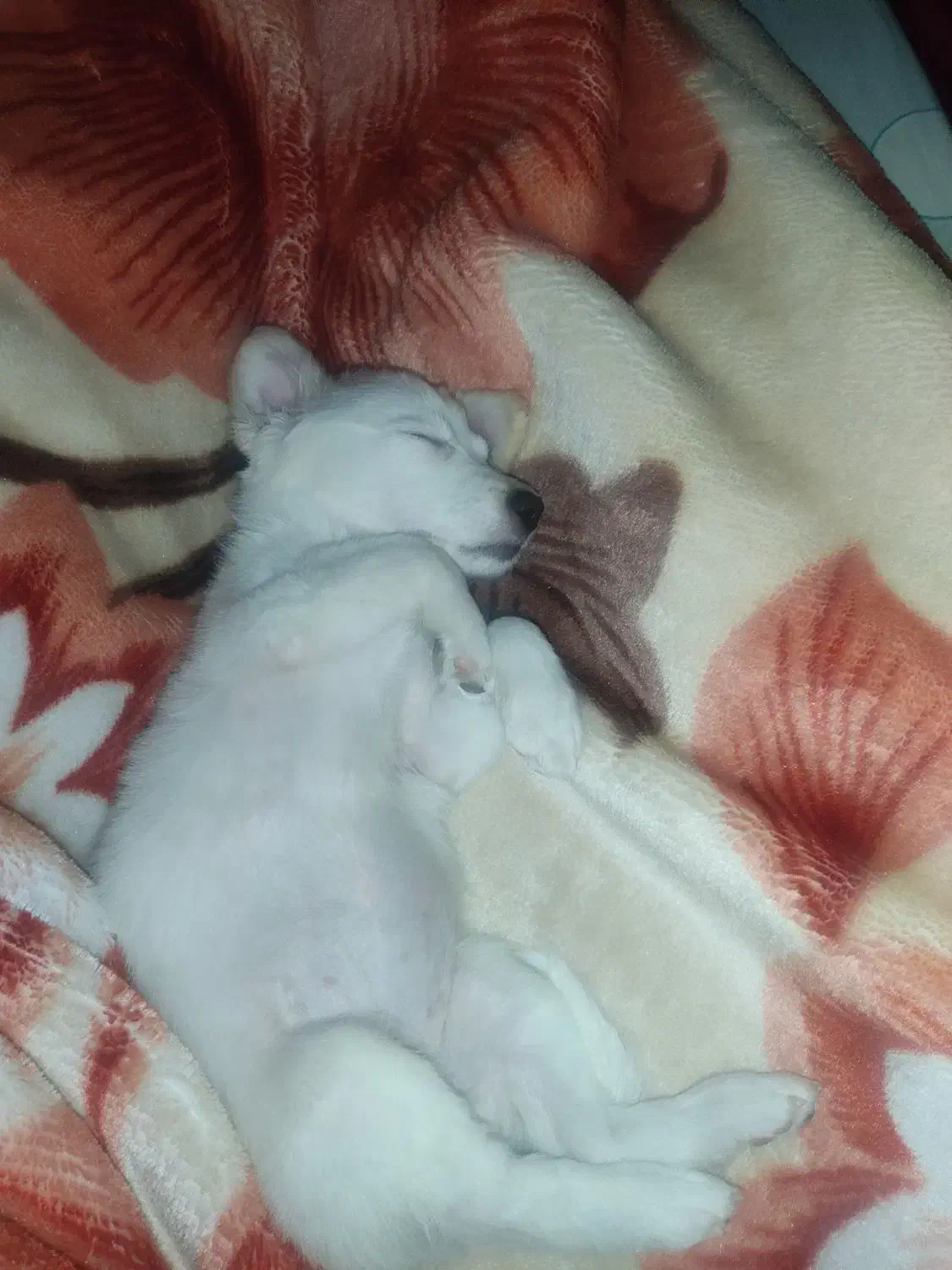 سگ پا کوتاه اشپیتز|سگ|مشهد, بهمن|دیوار