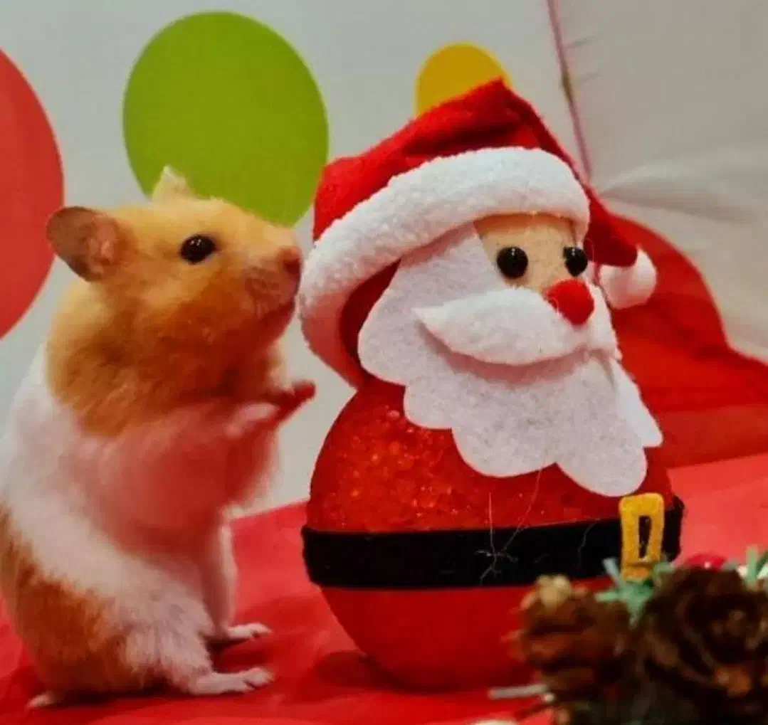 انواع نژادهمستر جیبی بندانگشتی باوسایل بازی|موش و خرگوش|اصفهان, بهاران|دیوار