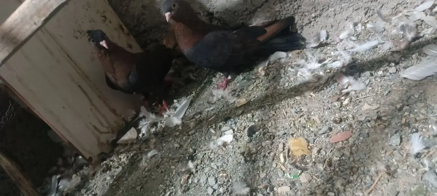 تیدی|پرنده|کهنوج, |دیوار