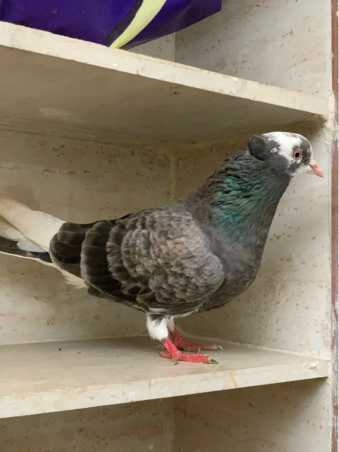 کبوتر|پرنده|پاوه, |دیوار