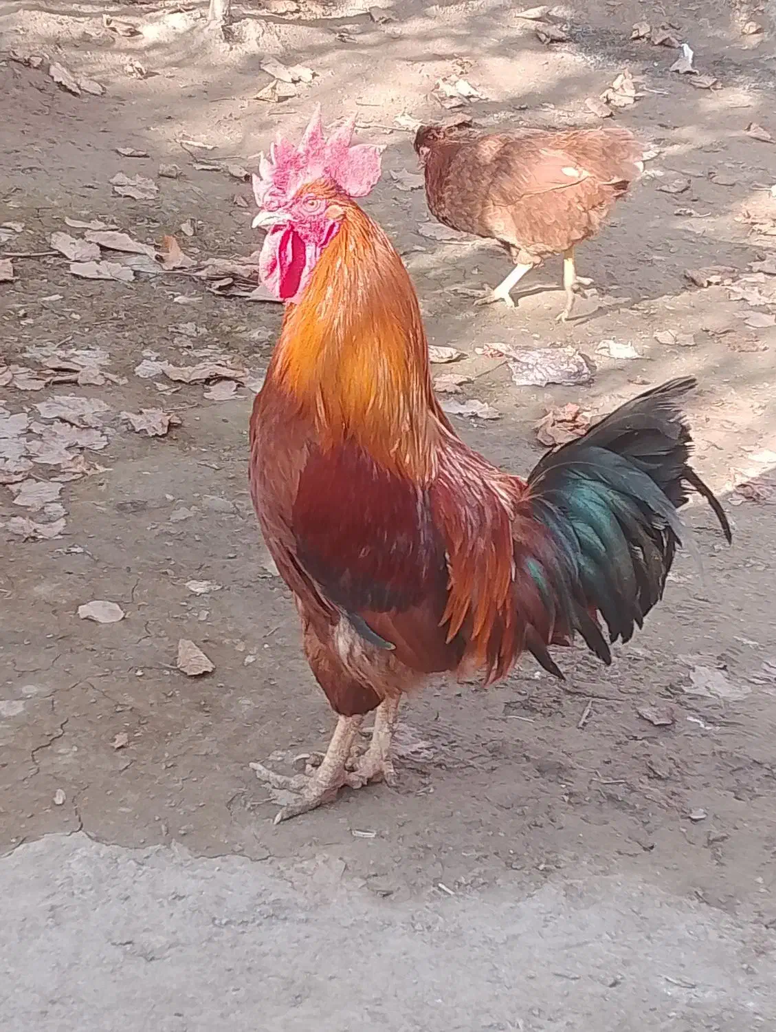 خروس|حیوانات مزرعه|حاجیلار, |دیوار