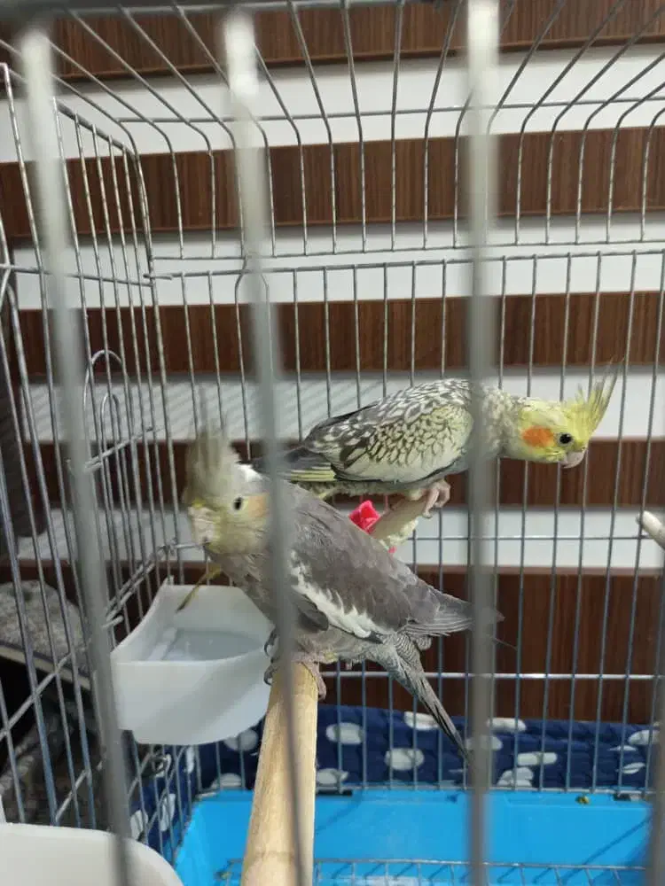 عروس هلندی|پرنده|تهران, مینابی|دیوار