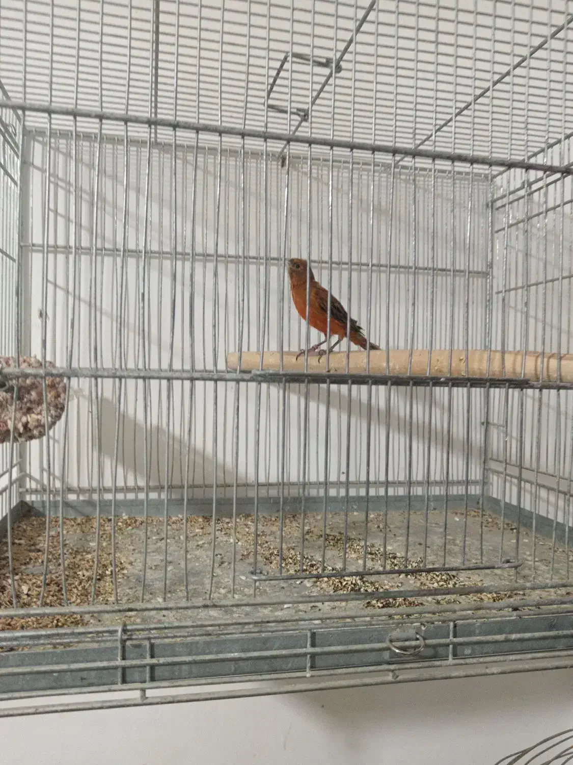 قناری سرخ زیتونی سوخته ای|پرنده|ابریشم, |دیوار