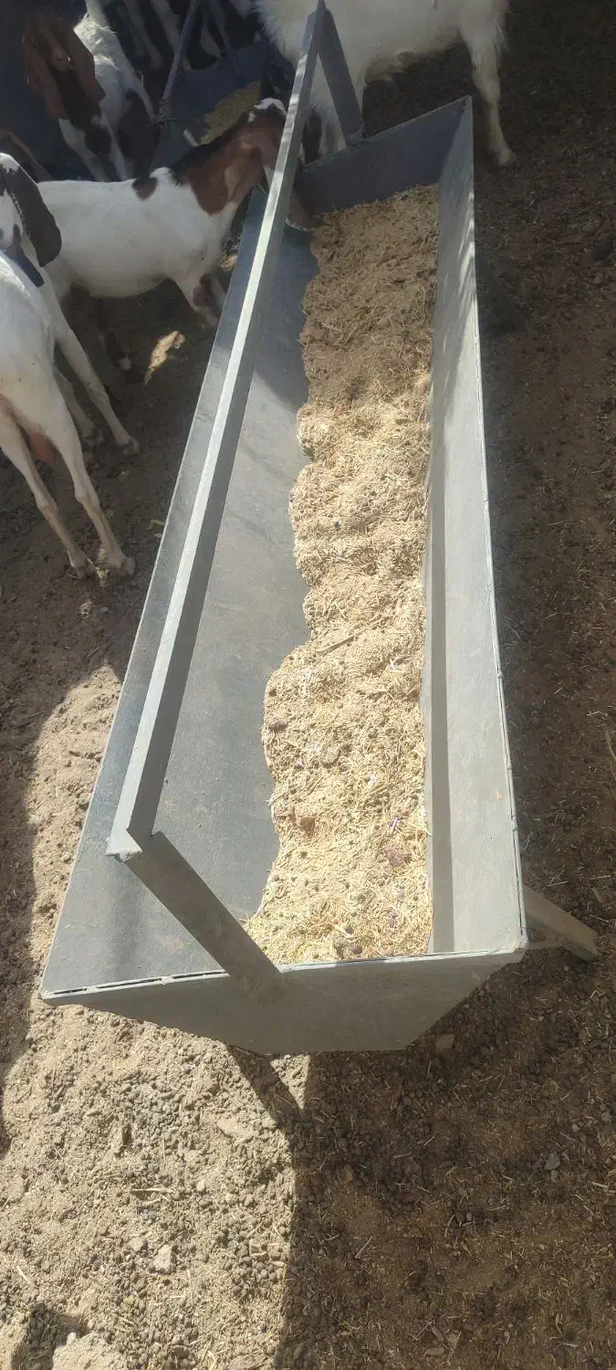 سلام گوسفندهای شما را نقدن خریدارم|حیوانات مزرعه|ریگان, |دیوار