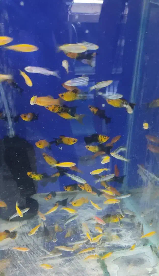 کواریم ماهی همه باهم|ماهی|بندرعباس, |دیوار