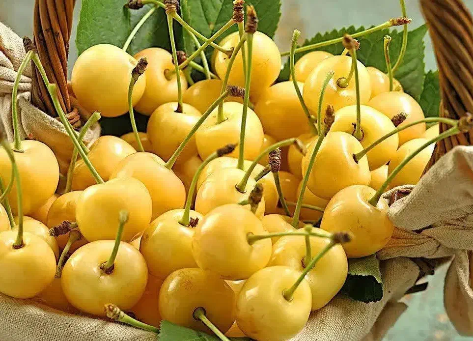 پیشفروش نهال نهال گیلاس زرد اورمیه|خدمات باغبانی و درختکاری|خسروشاه, |دیوار