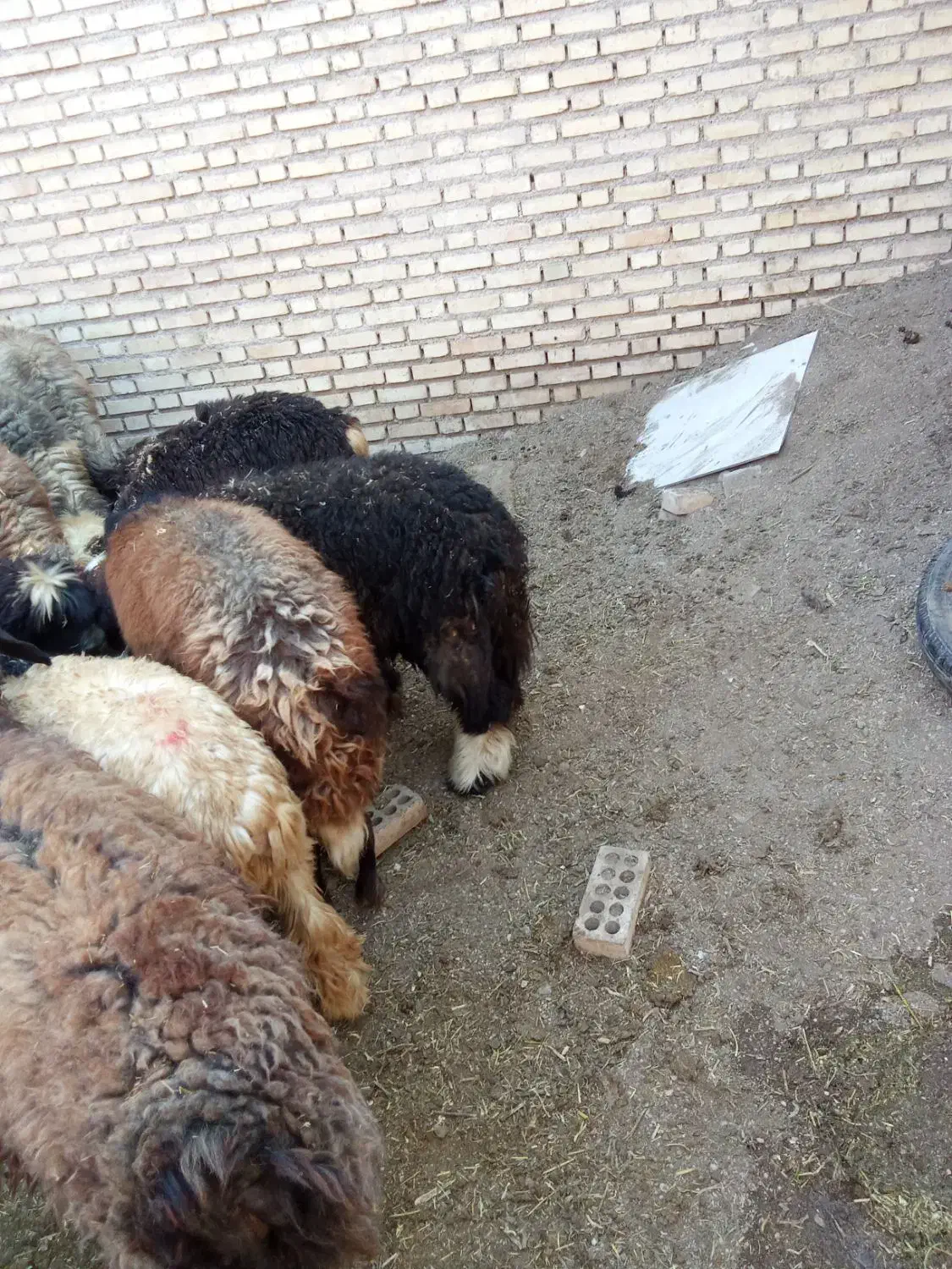 بره و بز|حیوانات مزرعه|گتوند, |دیوار