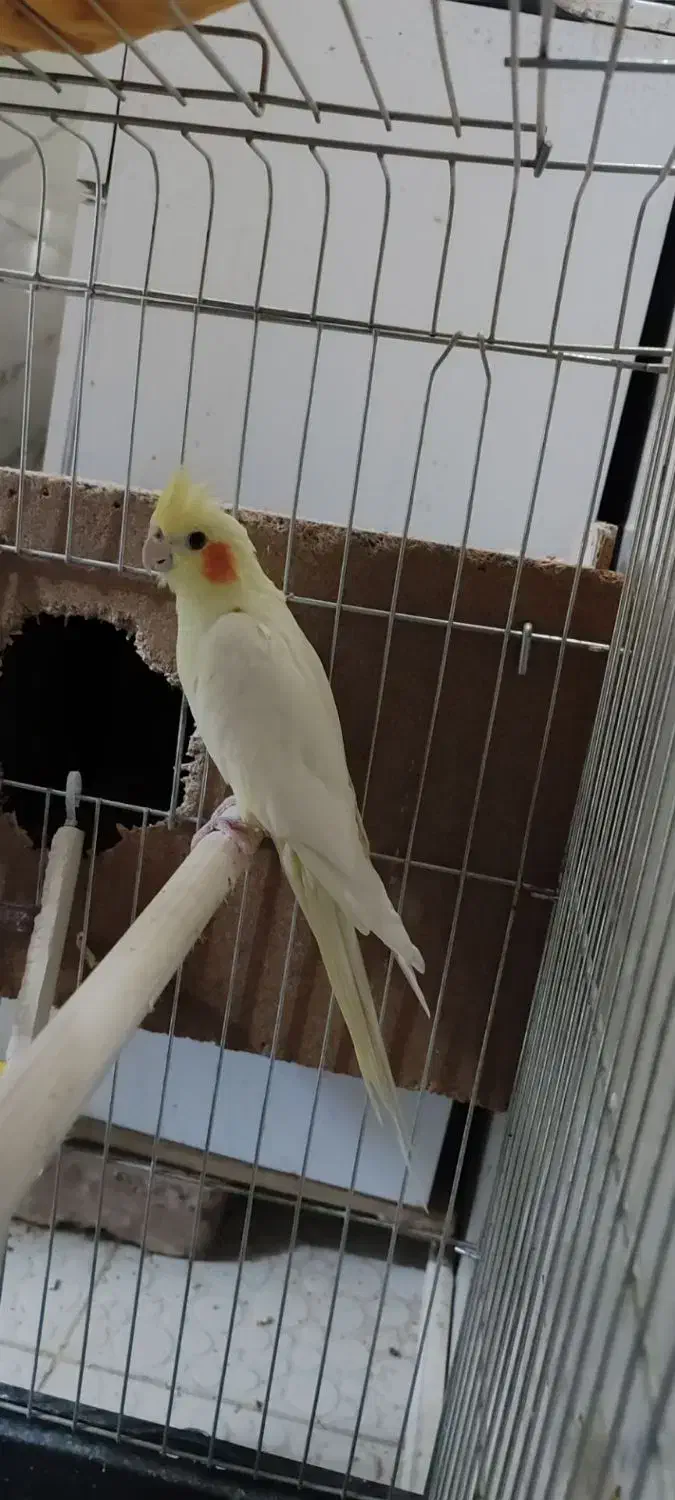 عروس هلندی مولد  سرحال|پرنده|زابل, |دیوار