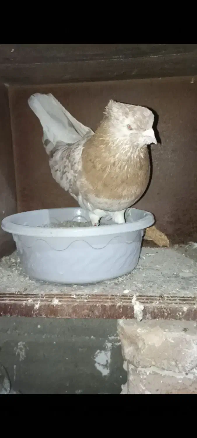 کفتر.سرور.نر.کبوتر|پرنده|گرگان, |دیوار