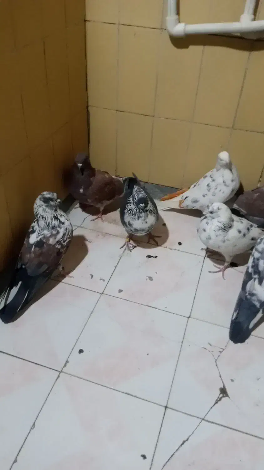 کبوتر|پرنده|معصومیه, |دیوار