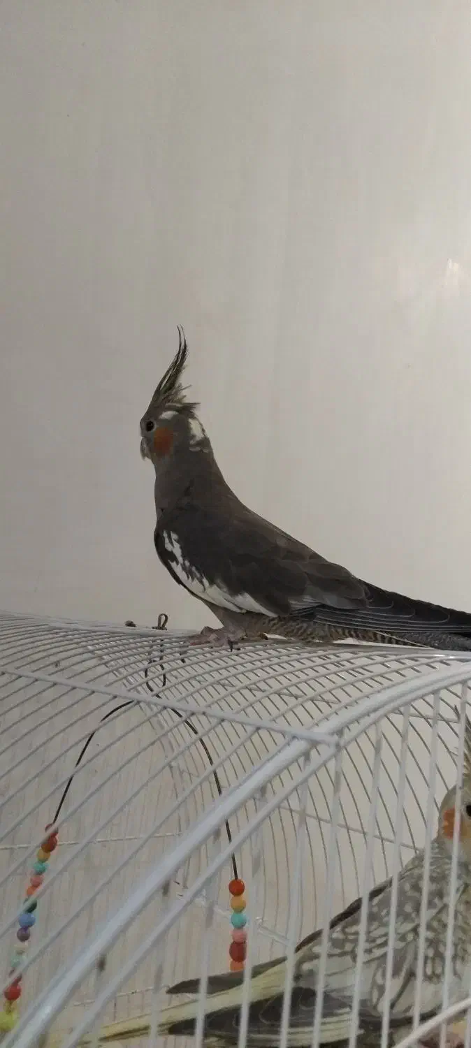 عروس هلندی|پرنده|پاکدشت, پاکدشت (مامازند)|دیوار