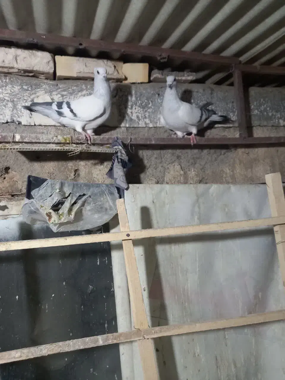 شامی کاکلی ساده کاکلی سینه سبزه|پرنده|مشهد, قائم|دیوار