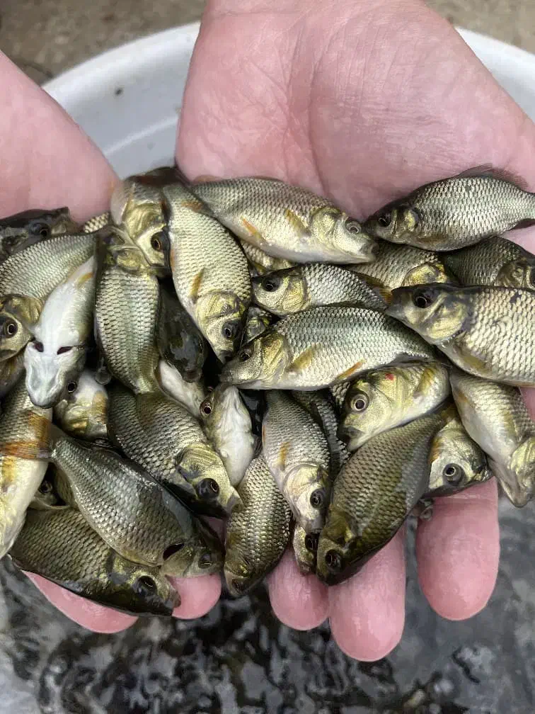 انواع بچه ماهی گرمابی ،کپور،آمور،فیتوفاک،بیگهد|ماهی|سنگر, |دیوار