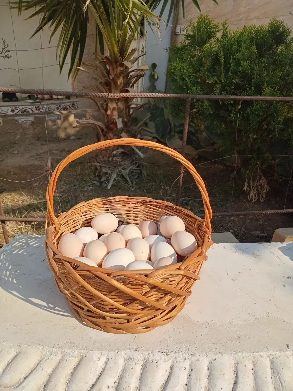 تخم مرغ نطفه دار|حیوانات مزرعه|قرچک, صالح آباد|دیوار