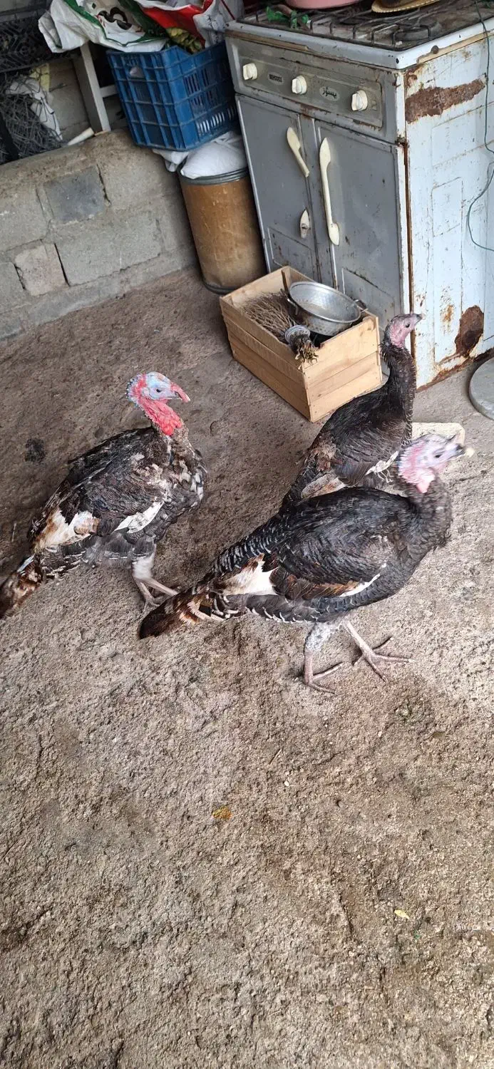 3 عدد بوقلمون نر و ماده|حیوانات مزرعه|اندیمشک, |دیوار