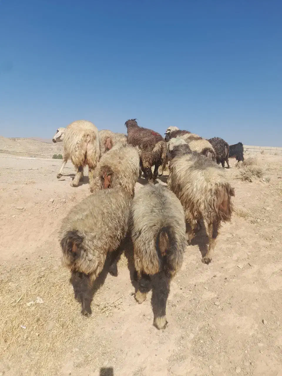 . تعداد ۲۰راس شیشک میش داشتی|حیوانات مزرعه|ارژن, |دیوار