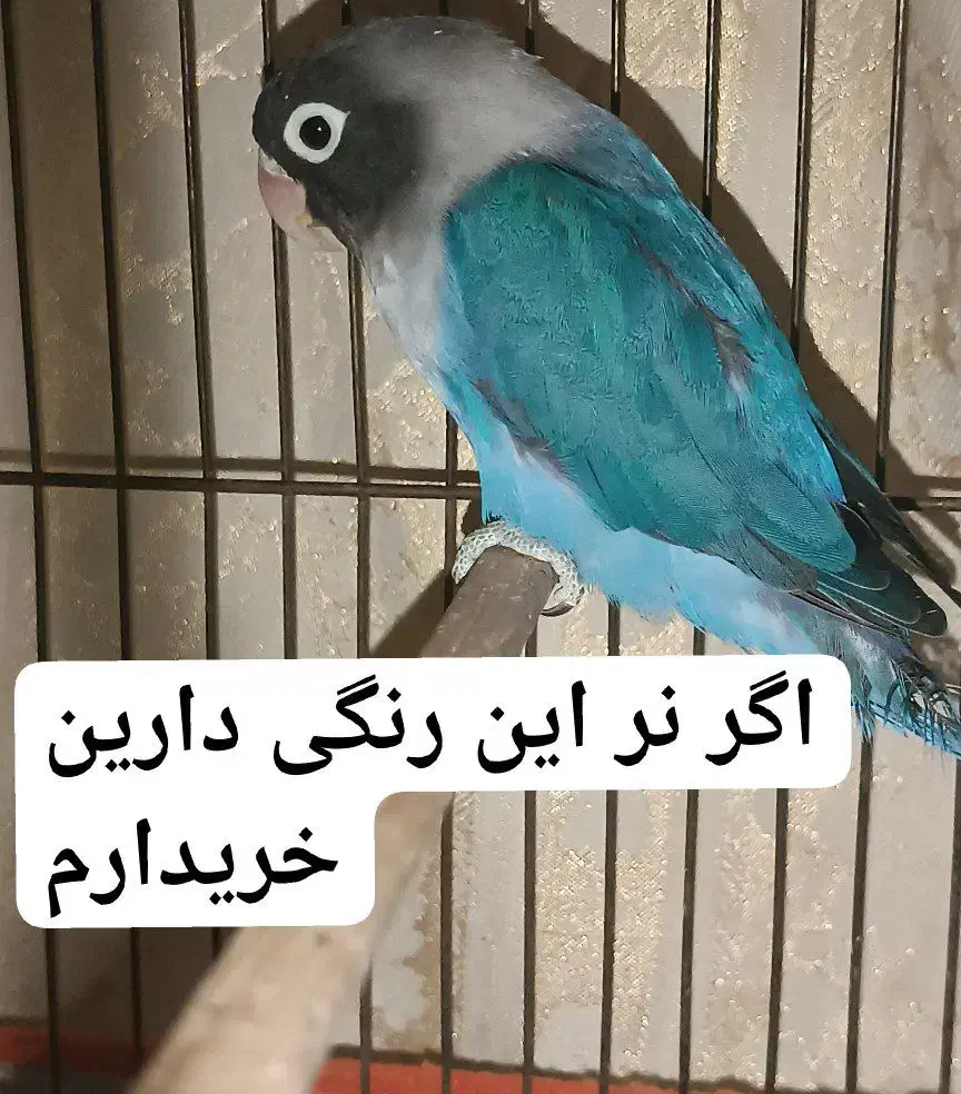 طوطی کوتوله برزیلی فیشر آبی کاربنی( نر )یا بنفش|پرنده|کرمان, |دیوار