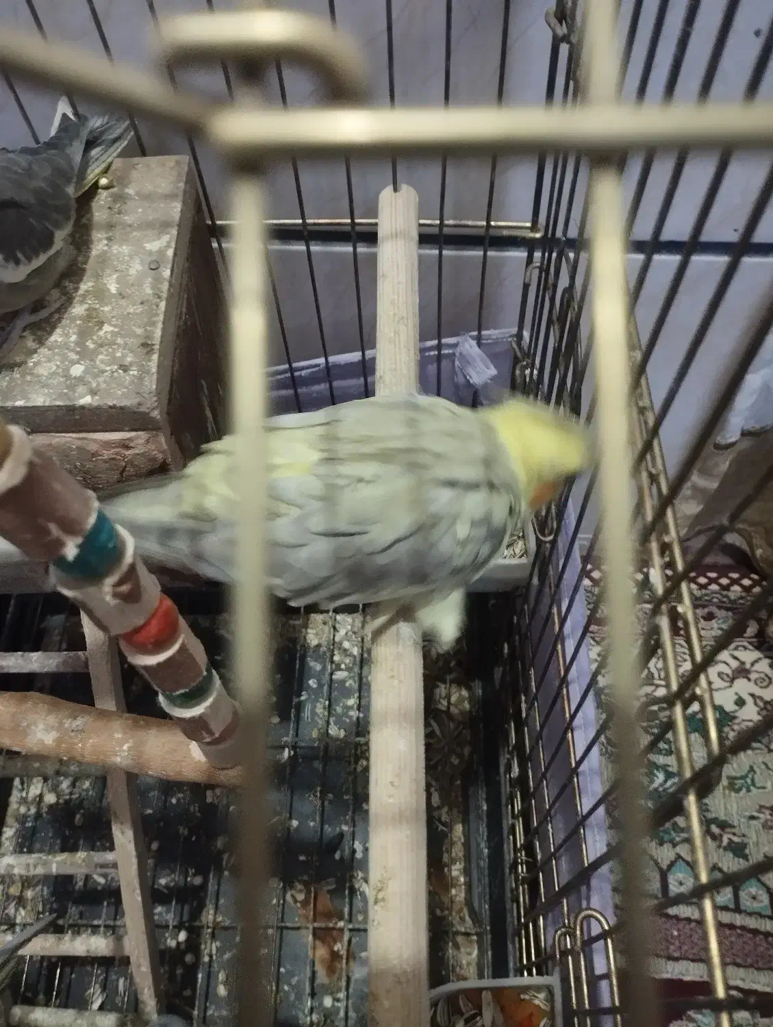 عروس هلندی یک نر دو ماده|پرنده|کرج, شهرک سهرابیه|دیوار