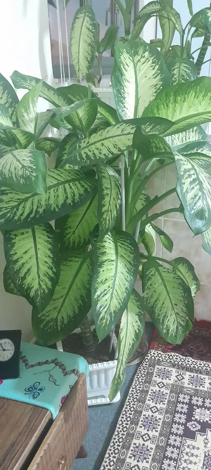 گل طبیعی دئفین باخیا|گل و گیاه طبیعی|تیکمه داش, |دیوار