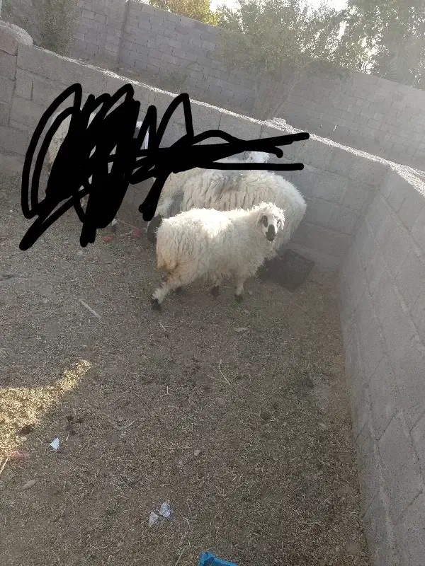 گوراند لتکی|حیوانات مزرعه|مهرستان, |دیوار