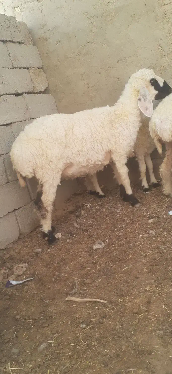 گوسفند ابست و بره گوشتی|حیوانات مزرعه|زابل, |دیوار