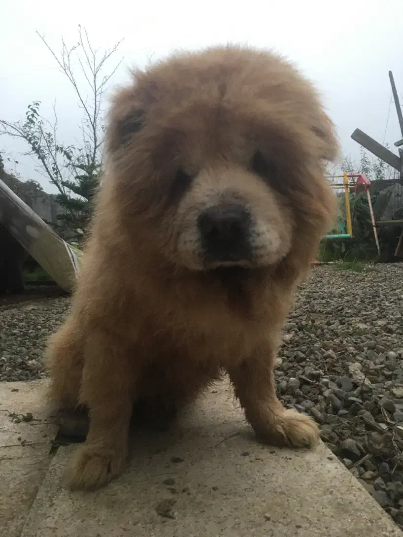 چاو چاوزبان بنفش  اصیل  پامر بلک ان تن  توضیحات|سگ|رشت, حمیدیان|دیوار