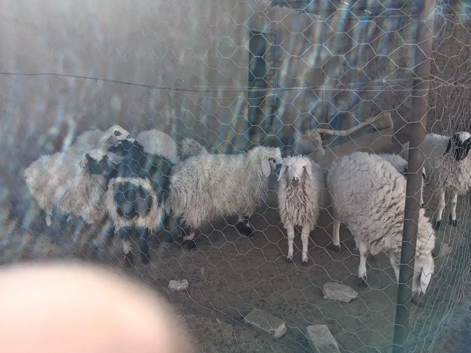 بره نر|حیوانات مزرعه|درمیان, |دیوار