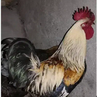 تعداد ۲۰ عدد خروس کردی اصل|حیوانات مزرعه|گوآور, |دیوار