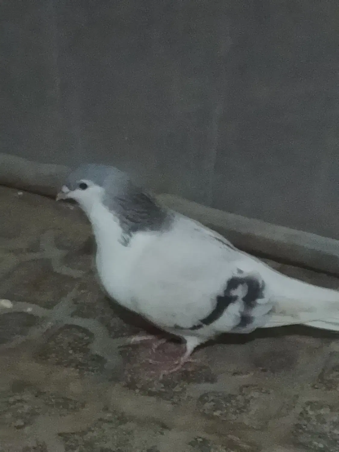 چپ ماده جوان|پرنده|مشهد, شهید قربانی|دیوار