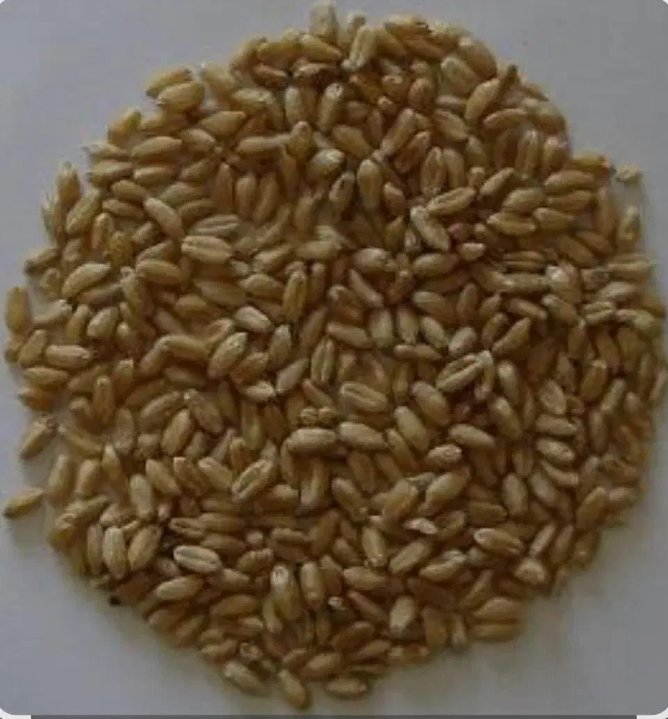 گندم فروشی مناسب بذر|عمدهفروشی|تکاب, |دیوار