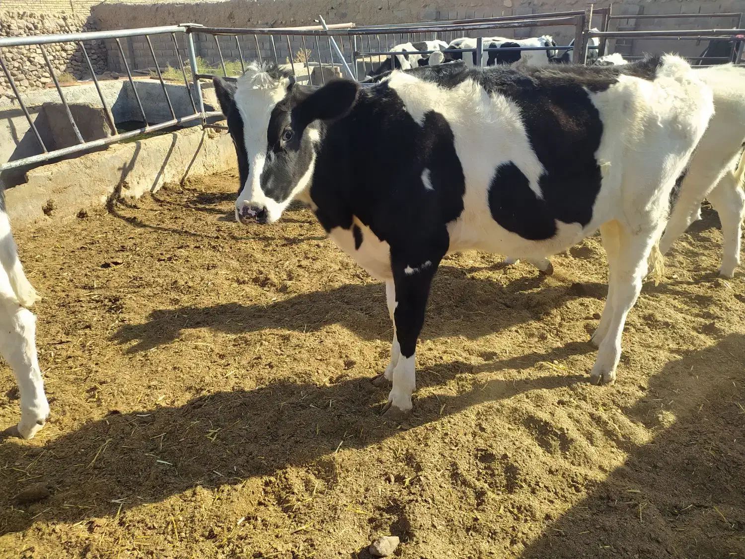 گاو آبستن شش تا گوساله ماده دوتا گوساله نر|حیوانات مزرعه|تربت جام, بوستان وحدت|دیوار
