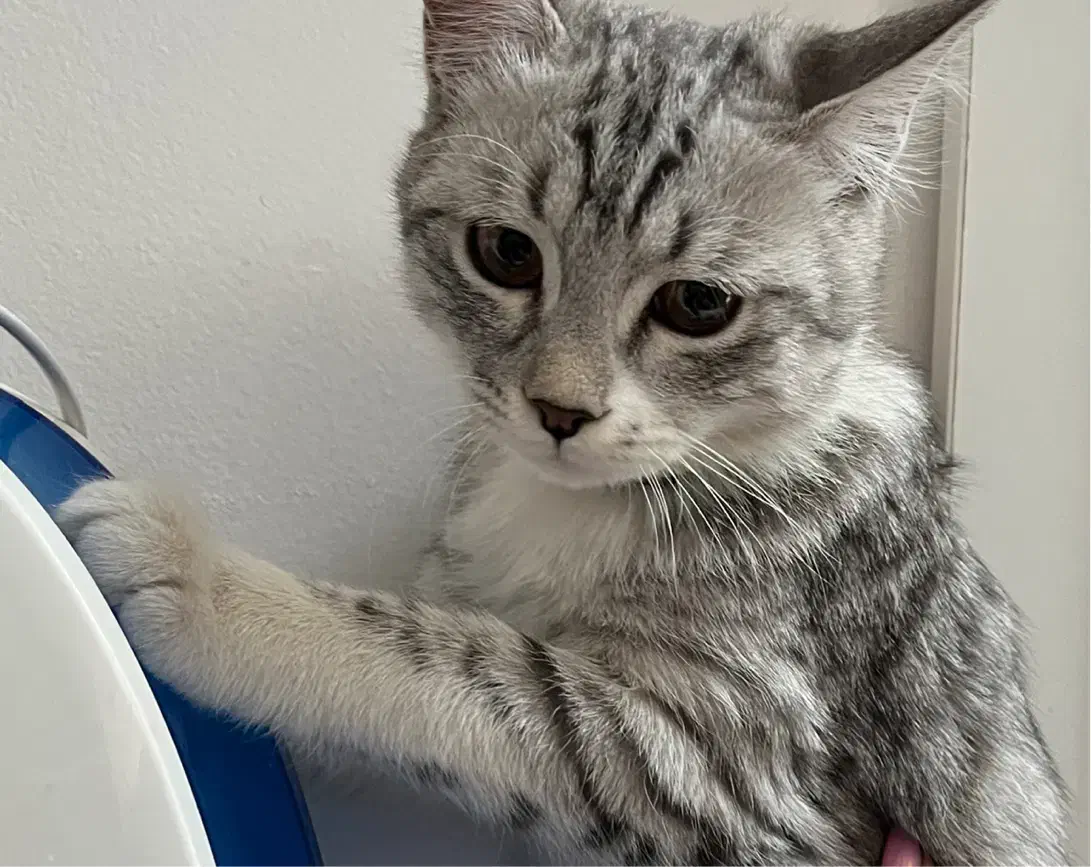 واگذاری گربه نژاد پرشین اسکاتیش|گربه|کرمان, |دیوار