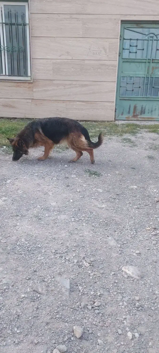 ژرمن شولاین ماده|سگ|اردبیل, |دیوار