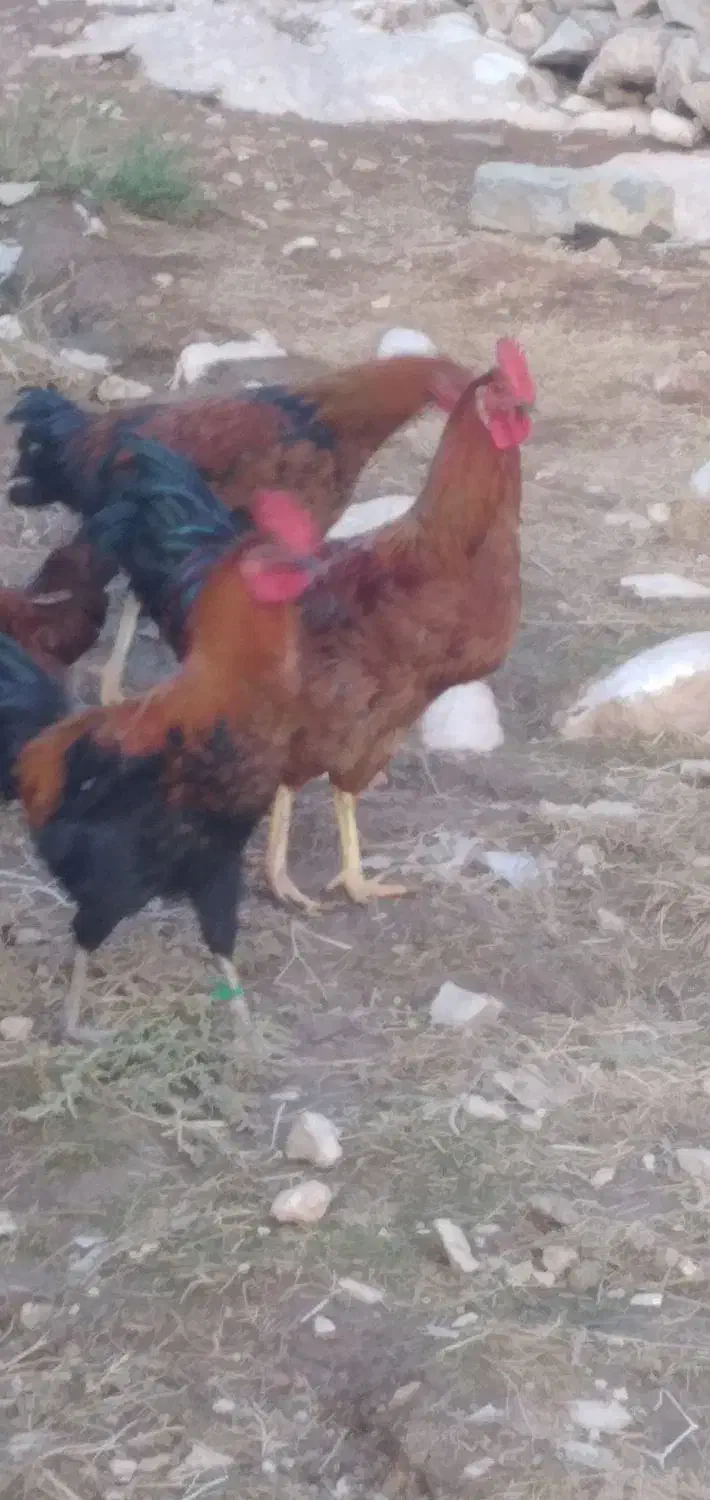 خروس|پرنده|کوهدشت, |دیوار