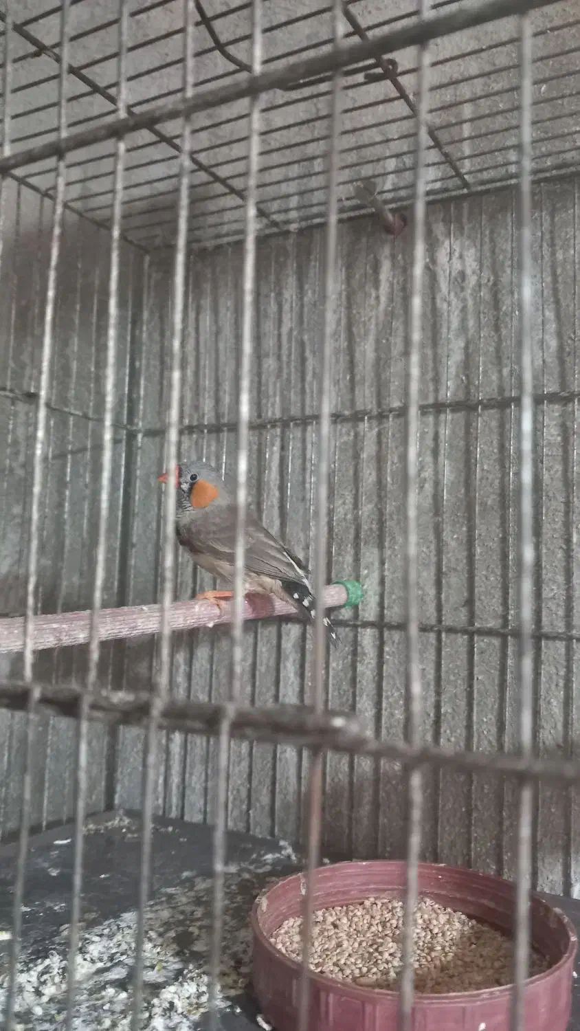 فروش فنج|پرنده|محمدیه-قزوین, |دیوار