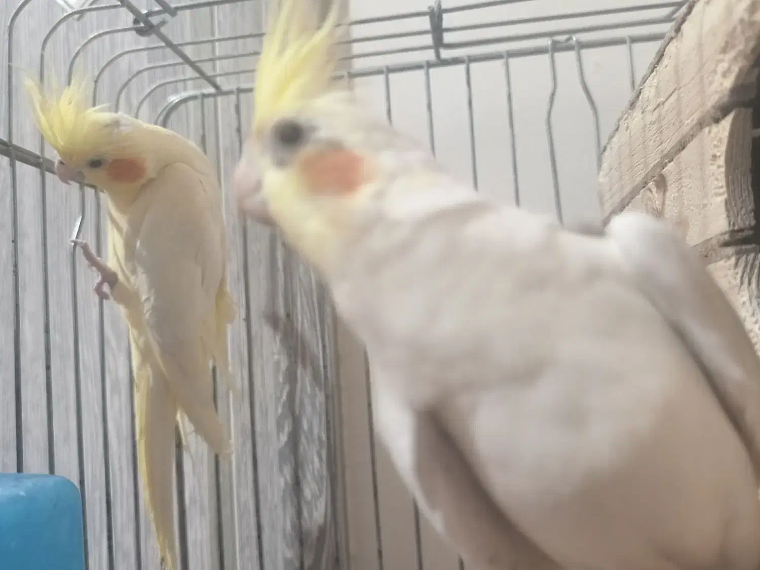 عروس هلندی مولد|پرنده|تهران, مقدم|دیوار