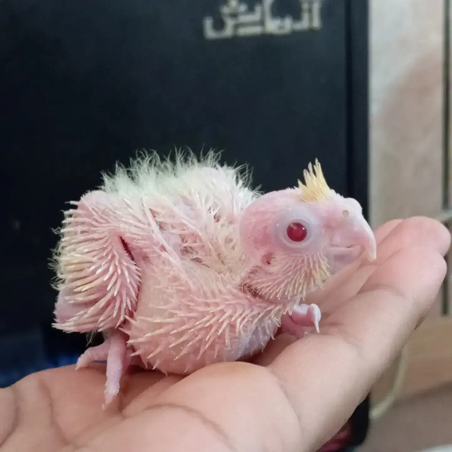 جوجه عروس سرلاکی|پرنده|گرگان, |دیوار