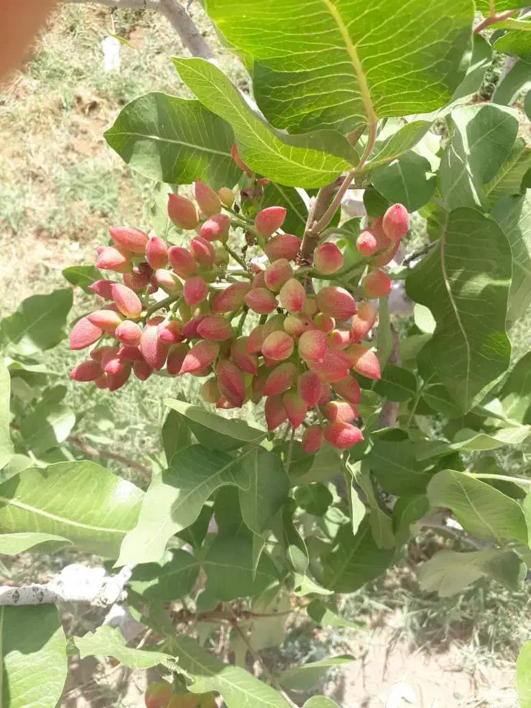 فروش زمین ۱۲۹۷ متری باغ پسته|فروش زمین و ملک کلنگی|شیراز, لب آب|دیوار