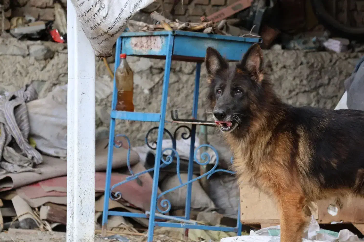 واگذاری سگ ژرمن|سگ|گرگان, |دیوار