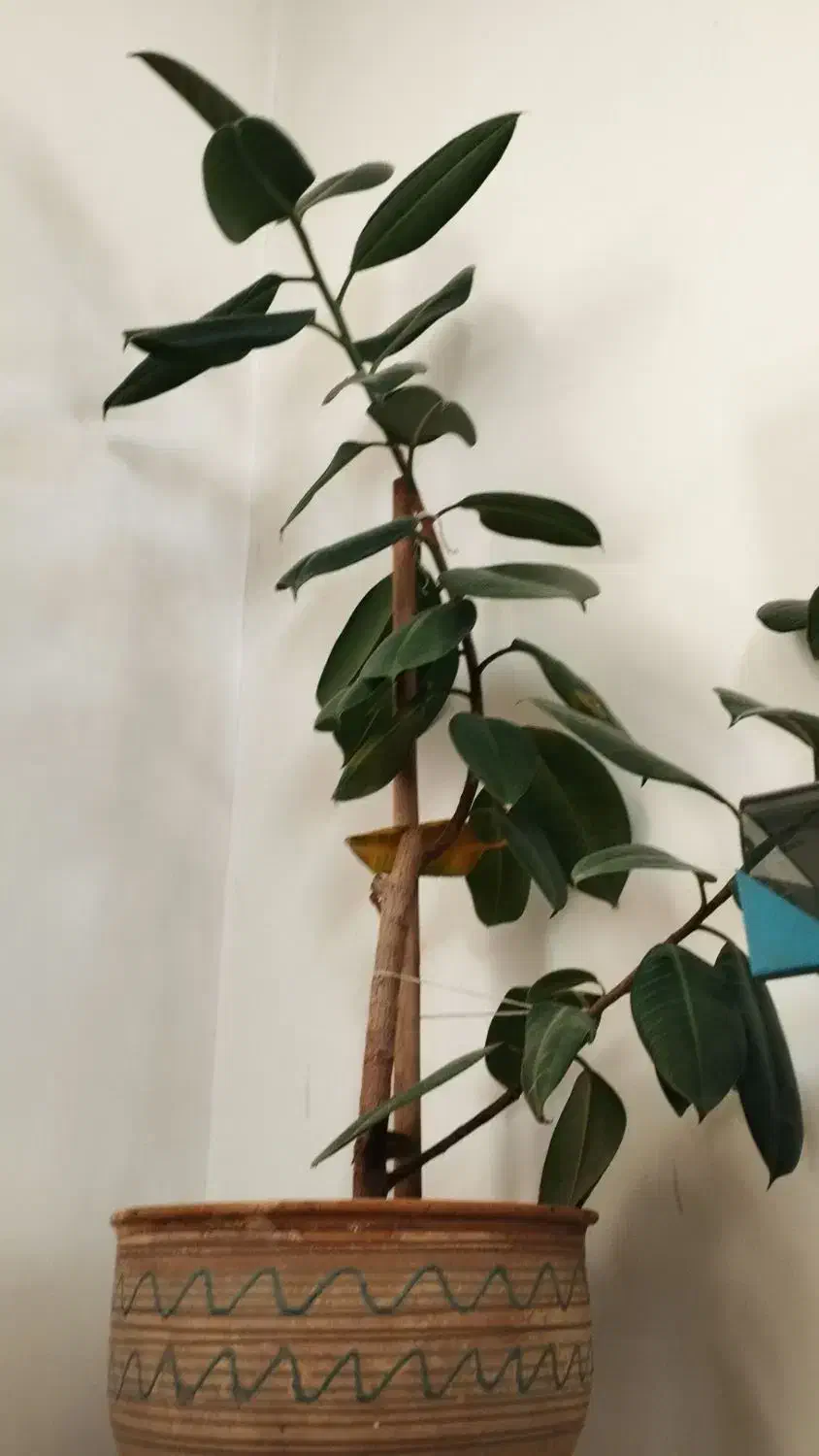 گل فیکوس|گل و گیاه طبیعی|رزن, |دیوار