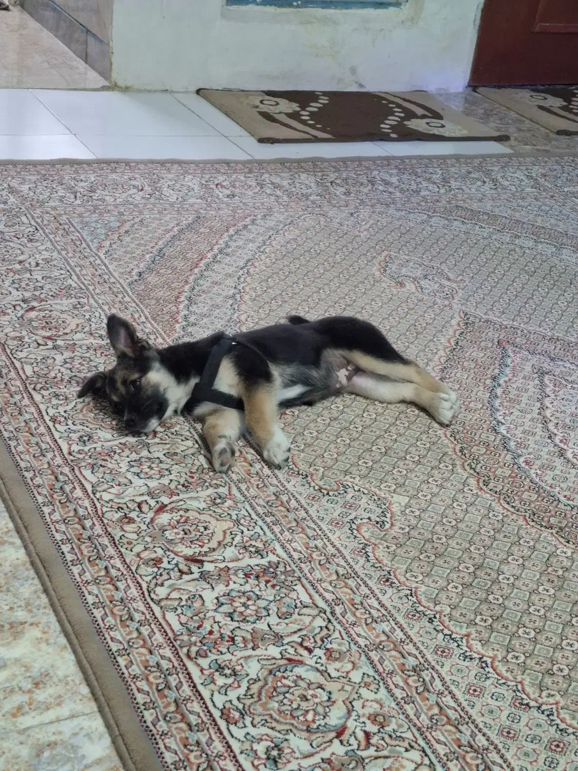 توله سگ ژرمن شپر|سگ|اردبیل, |دیوار