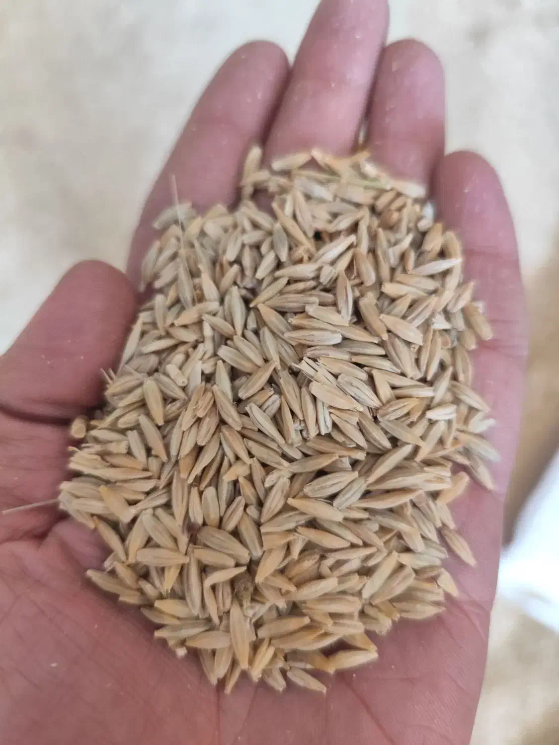 فروش  تناژ جو درجه یک دیم و آبی به شرط|خدمات باغبانی و درختکاری|بروجرد, |دیوار