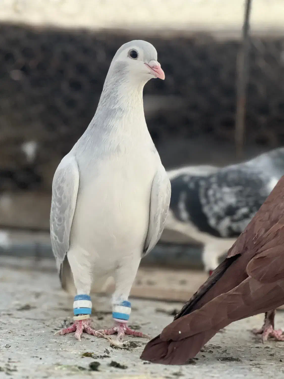 ساده پولکی|پرنده|بردسکن, |دیوار