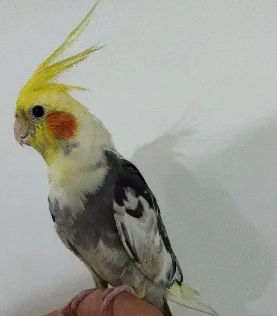 عروس هلندی|پرنده|تهران, تهرانپارس شرقی|دیوار