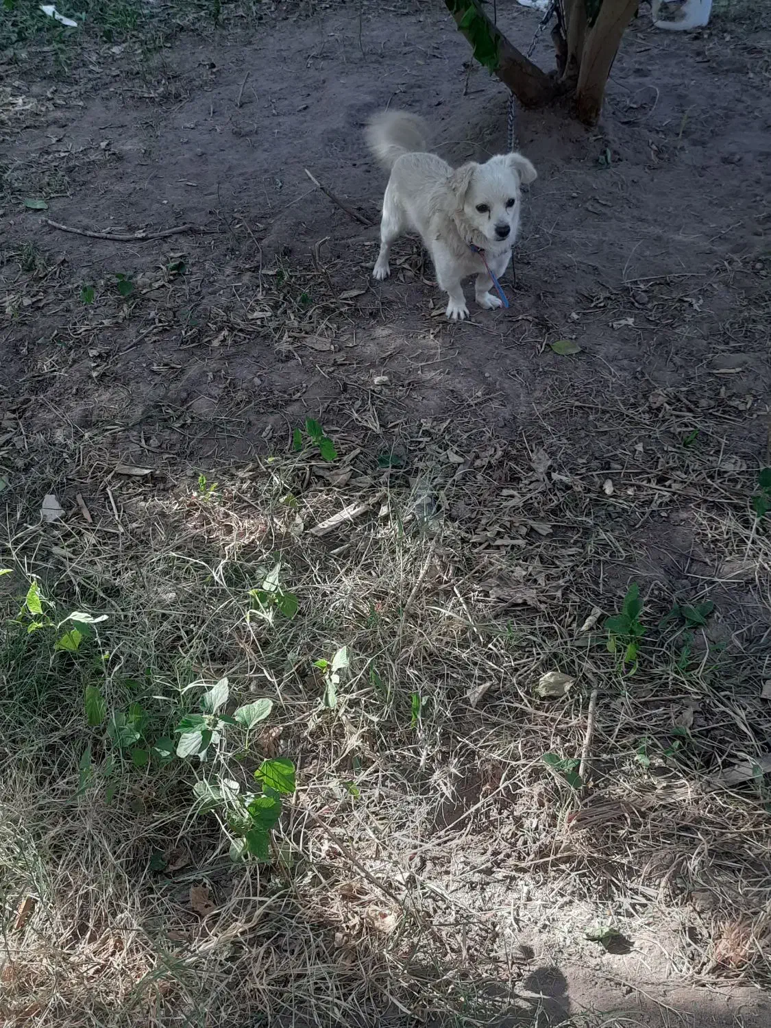 سگ اشپیتز پامر نر. ۲۵۰۰ ق|سگ|نرماشیر, |دیوار