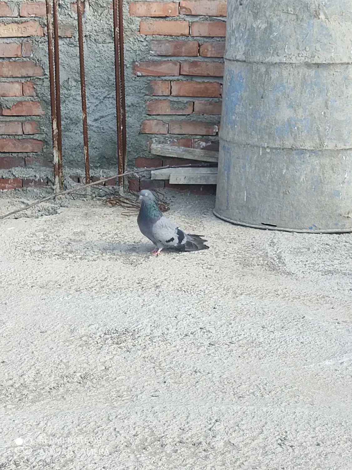 سبز ماده|حیوانات|میاندوآب, |دیوار