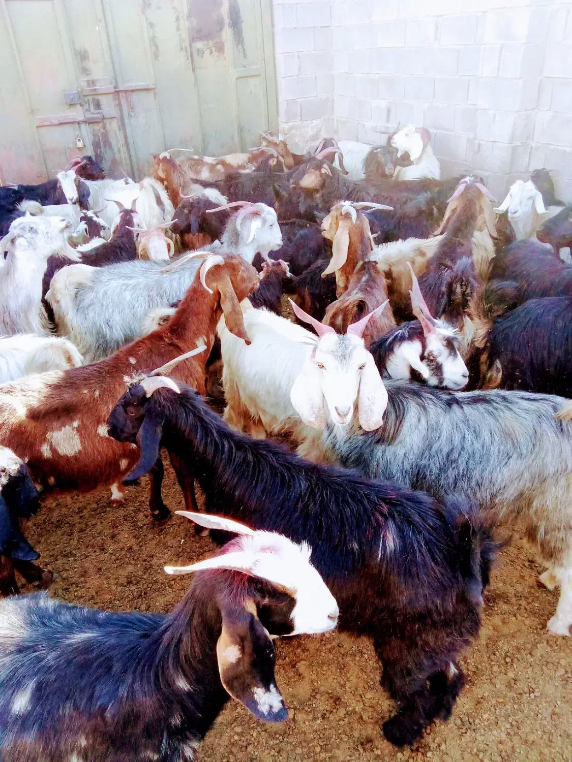 بز آبستن|حیوانات مزرعه|شیراز, حسن آباد|دیوار