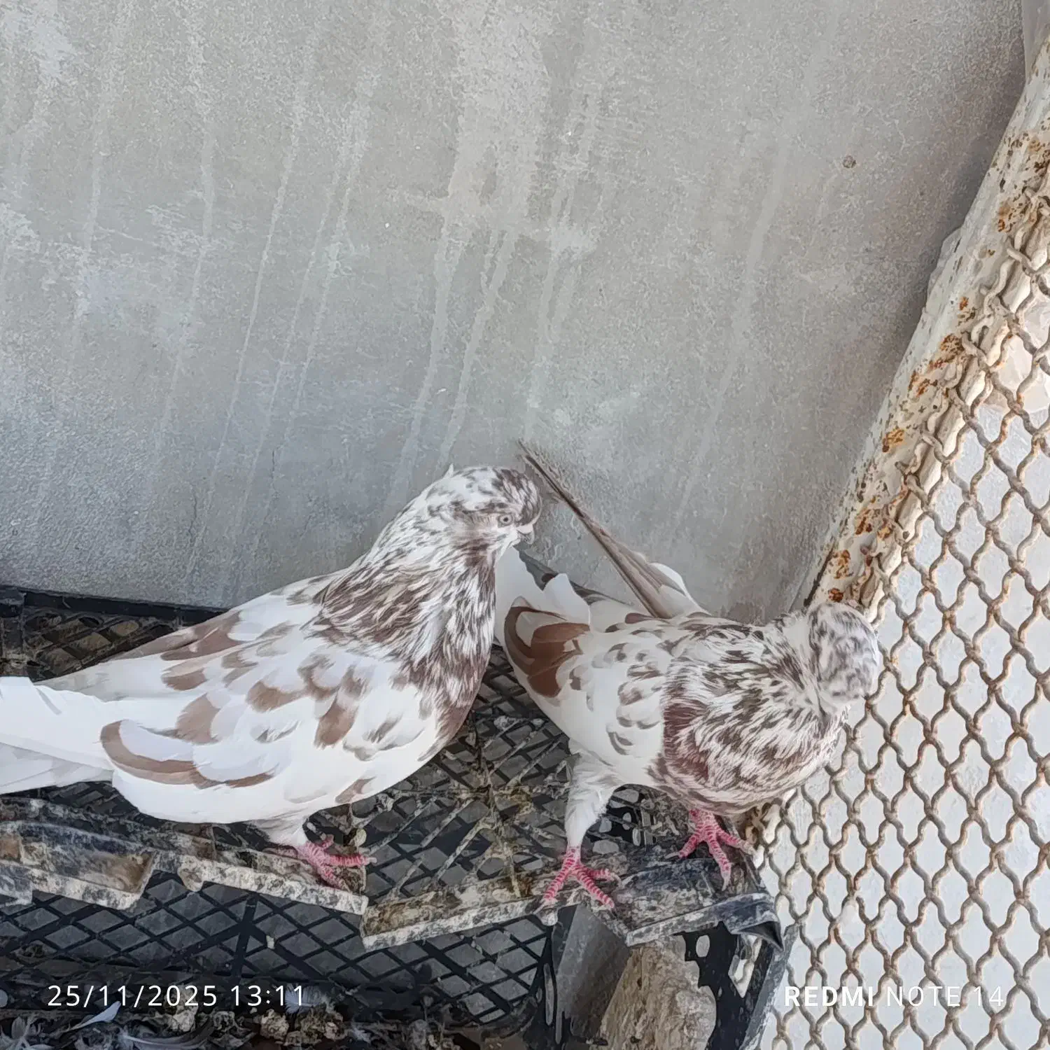 کفتر|پرنده|بندرعباس, |دیوار