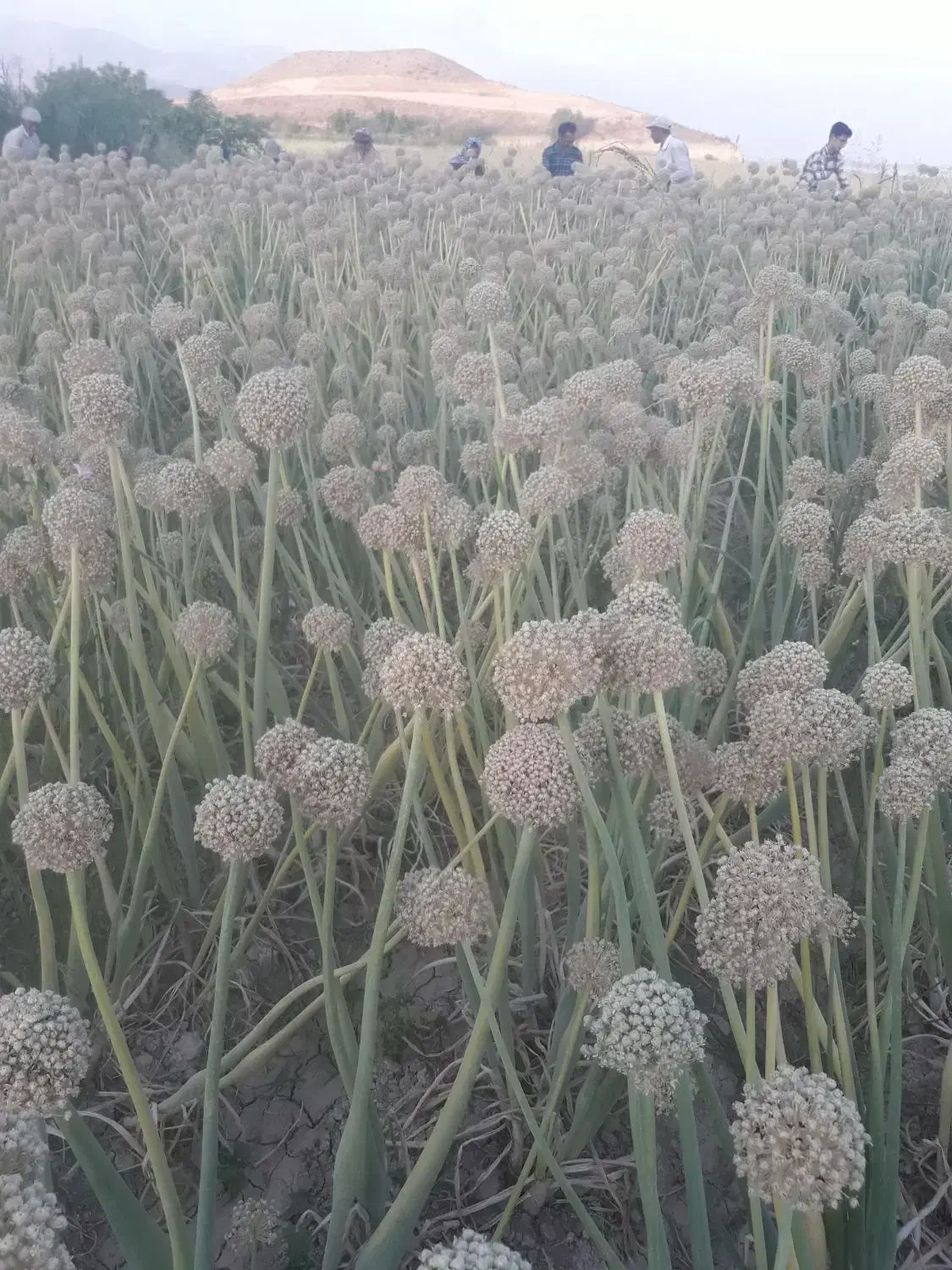 بذر پیاز فلات طلایی|خدمات باغبانی و درختکاری|آشخانه, |دیوار